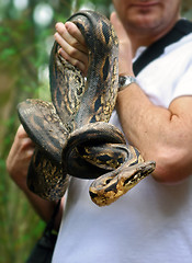 Image showing Holking a Live Boa Snake