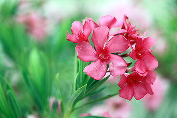 Image showing Oleander Flower Closeup