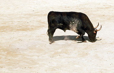 Image showing Angry Camargue Bull