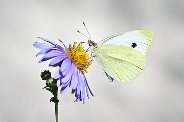 Image showing white butterfly