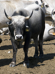 Image showing Bull