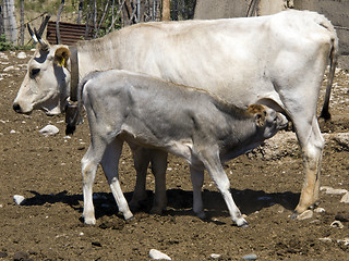 Image showing Feeding calf