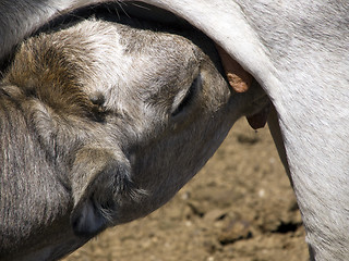 Image showing Feeding calf; partucular