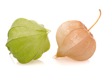 Image showing Physalis fruits