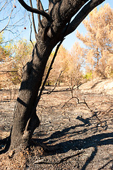 Image showing Forest fire aftermath