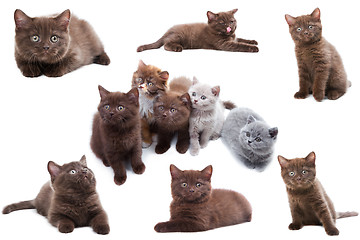 Image showing Cat collection isolated on white background