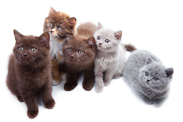 Image showing Five cute brititsh kittens