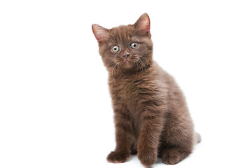 Image showing cute chestnut British kitten