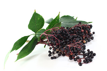 Image showing Elderberry