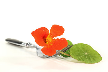 Image showing Nasturtium on a fork