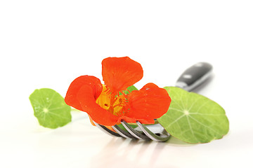 Image showing Nasturtium on a fork