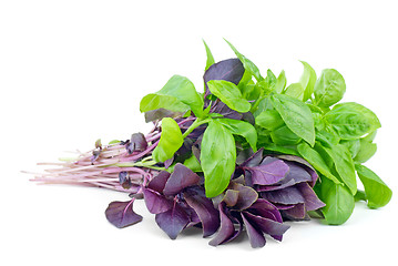 Image showing Fresh green and purple sweet basil bunches