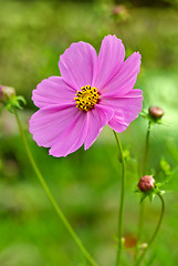 Image showing Pink cosmea (cosmos) flower