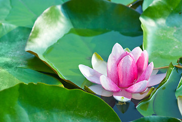 Image showing Pink waterlily (nimfea) flower