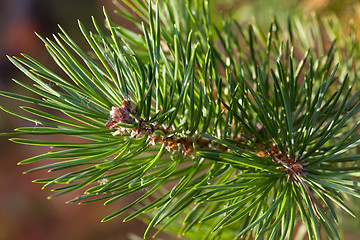 Image showing Pine twig sparkles in the sunset