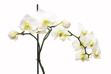 Image showing Orchid