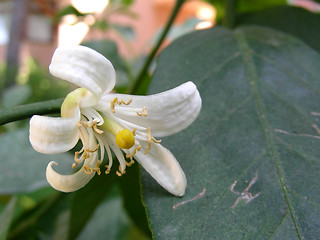 Image showing mandarin flower