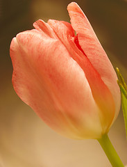 Image showing peach tulip