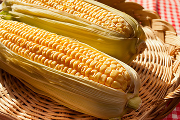 Image showing Corn Cobs