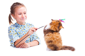 Image showing girl playing with funny tortoise British kitten