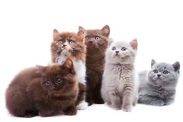 Image showing Five cute brititsh kittens