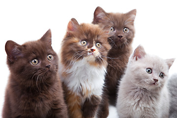 Image showing Four cute brititsh kittens