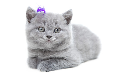 Image showing gray British kitten