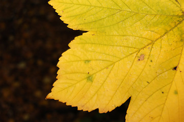 Image showing Autumn leaves