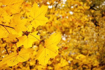 Image showing Autumn leaves