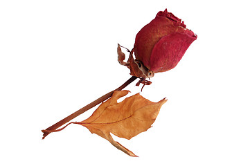 Image showing dry old rose