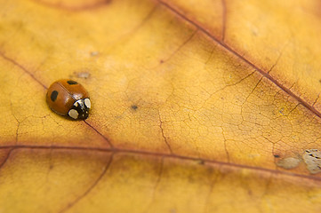 Image showing Ladybug on orange autumn leaf