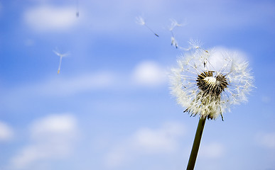 Image showing Dandelion over blue sky