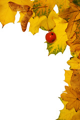 Image showing Autumn leaves