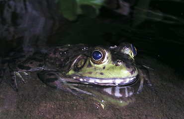 Image showing pond frog