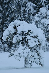 Image showing snow-covered tree