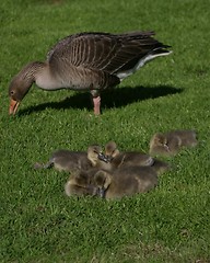 Image showing goose with chicks