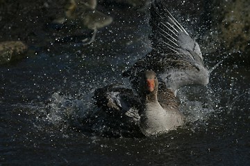 Image showing Goose washing itself