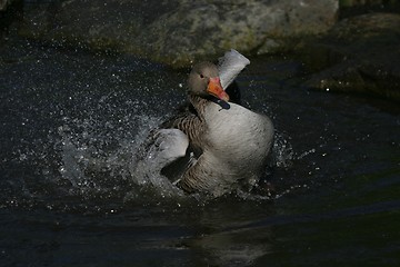 Image showing Goose