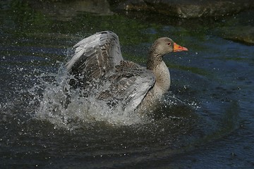 Image showing Goose