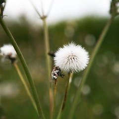 Image showing Dandelion