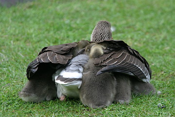 Image showing goose with chicks