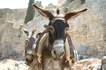 Image showing Donkey