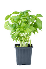Image showing Green basil growing in the flowerpot