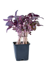 Image showing Purple basil growing in the flowerpot