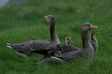 Image showing geese with young