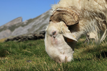 Image showing Ram grazing