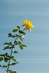 Image showing Yellow Rose