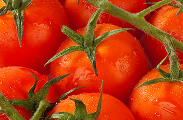 Image showing Tomatoes on the vine