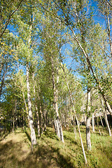 Image showing Poplar forest