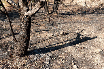 Image showing Forest fire aftermath